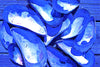 Periwinkle Mussels
