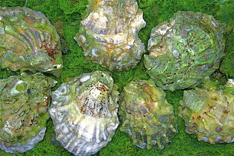 Island Creek Oysters