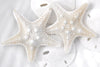Sand Dollar Stars