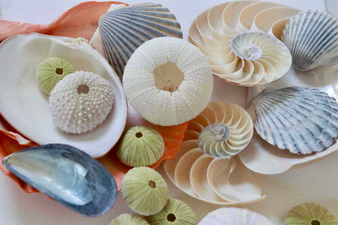 Shell Collection