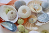 Shell Collection