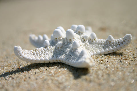 Single Sand Star