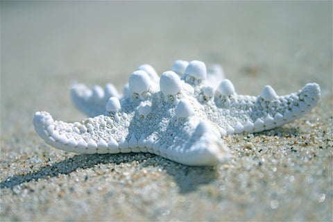 Single Starfish