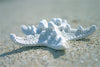 Single Starfish