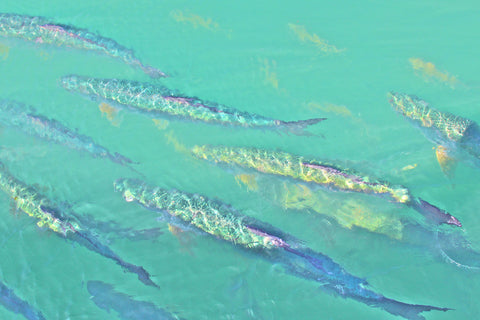 Tarpon