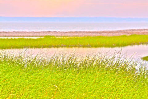 Marsh Grass