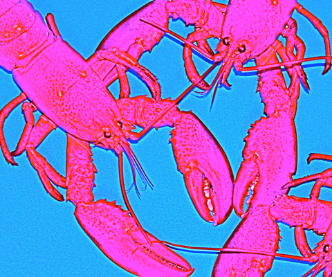 Pink Lobster