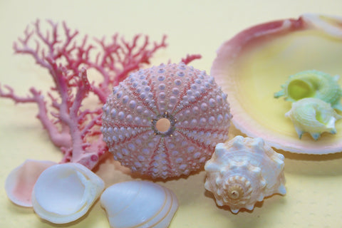 Pink Urchin and Coral