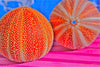 Orange Urchin