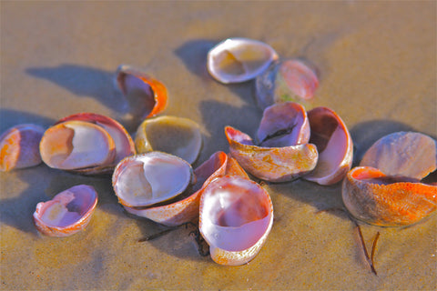Tashmoo Shells